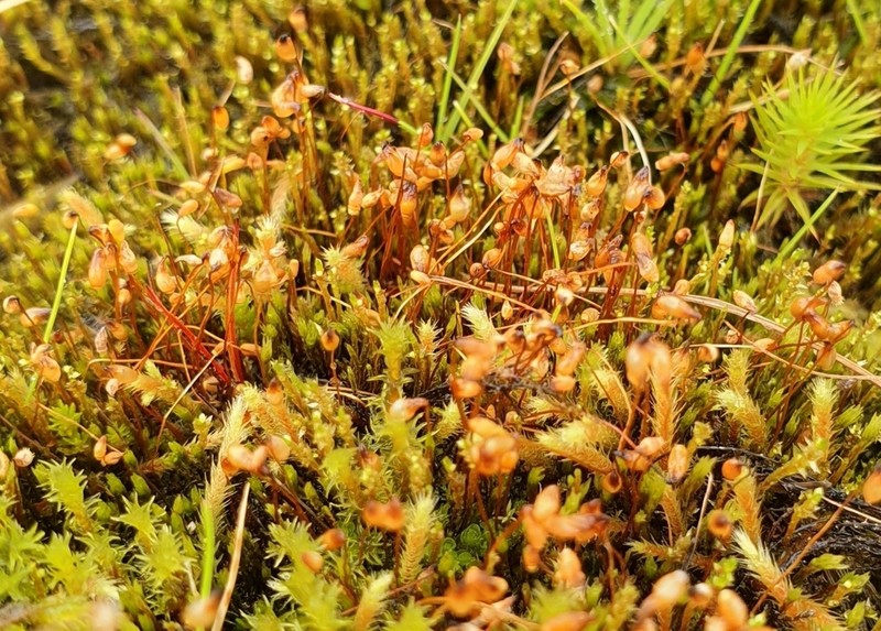 Pohlia Moss photo 4