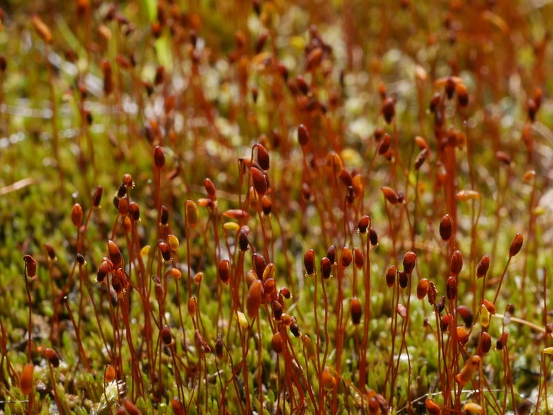 Pohlia Moss photo 5