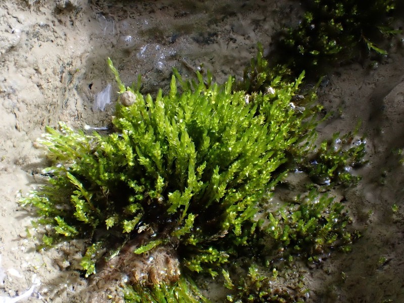 Pohlia Moss photo 6