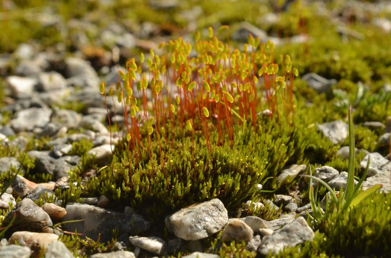 Pohlia Moss photo 7