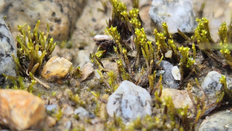 Pohlia Moss photo 8