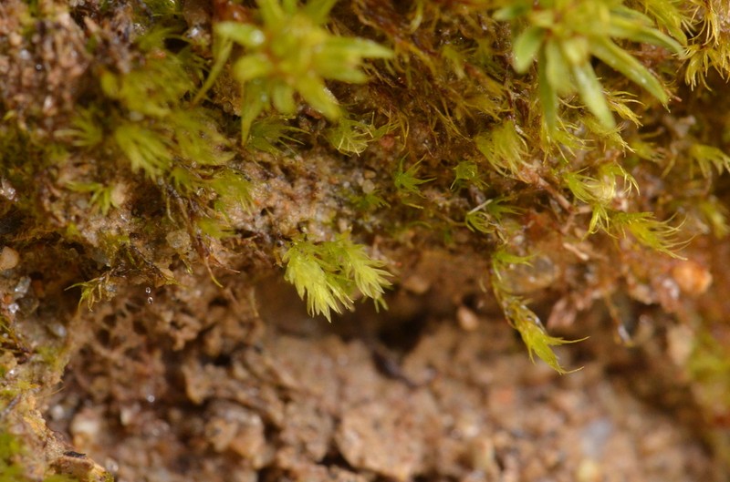 Lescur's Pohlia Moss photo 2