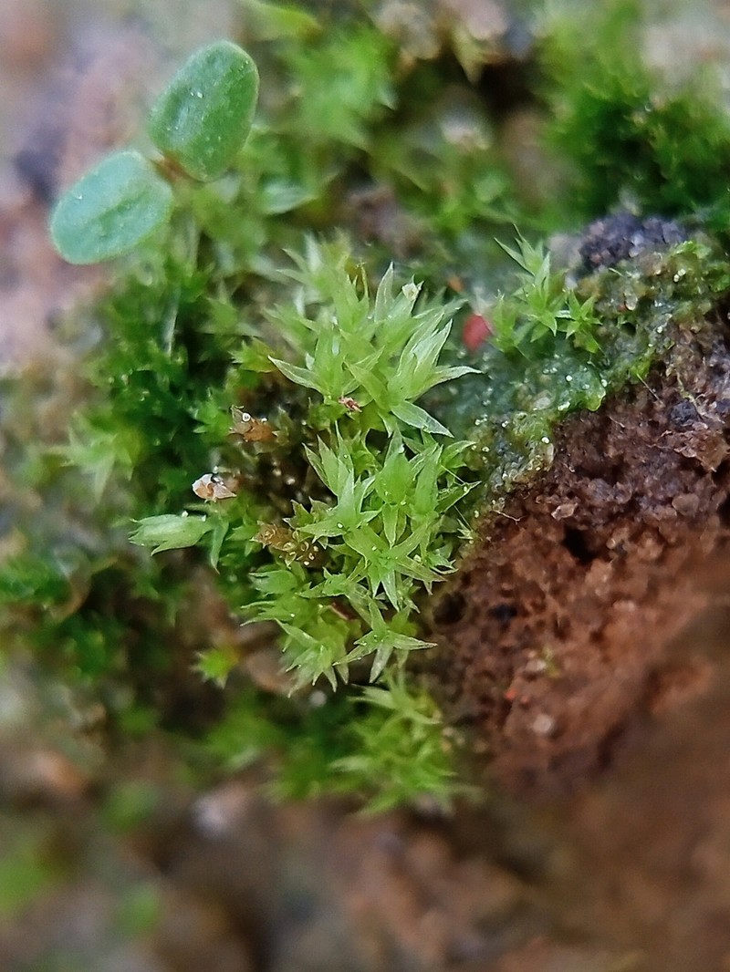 Lescur's Pohlia Moss photo 4