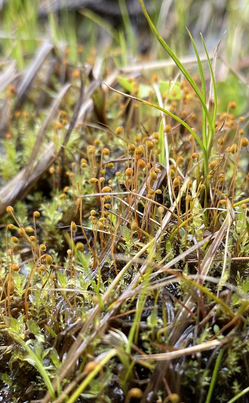 Lescur's Pohlia Moss photo 5