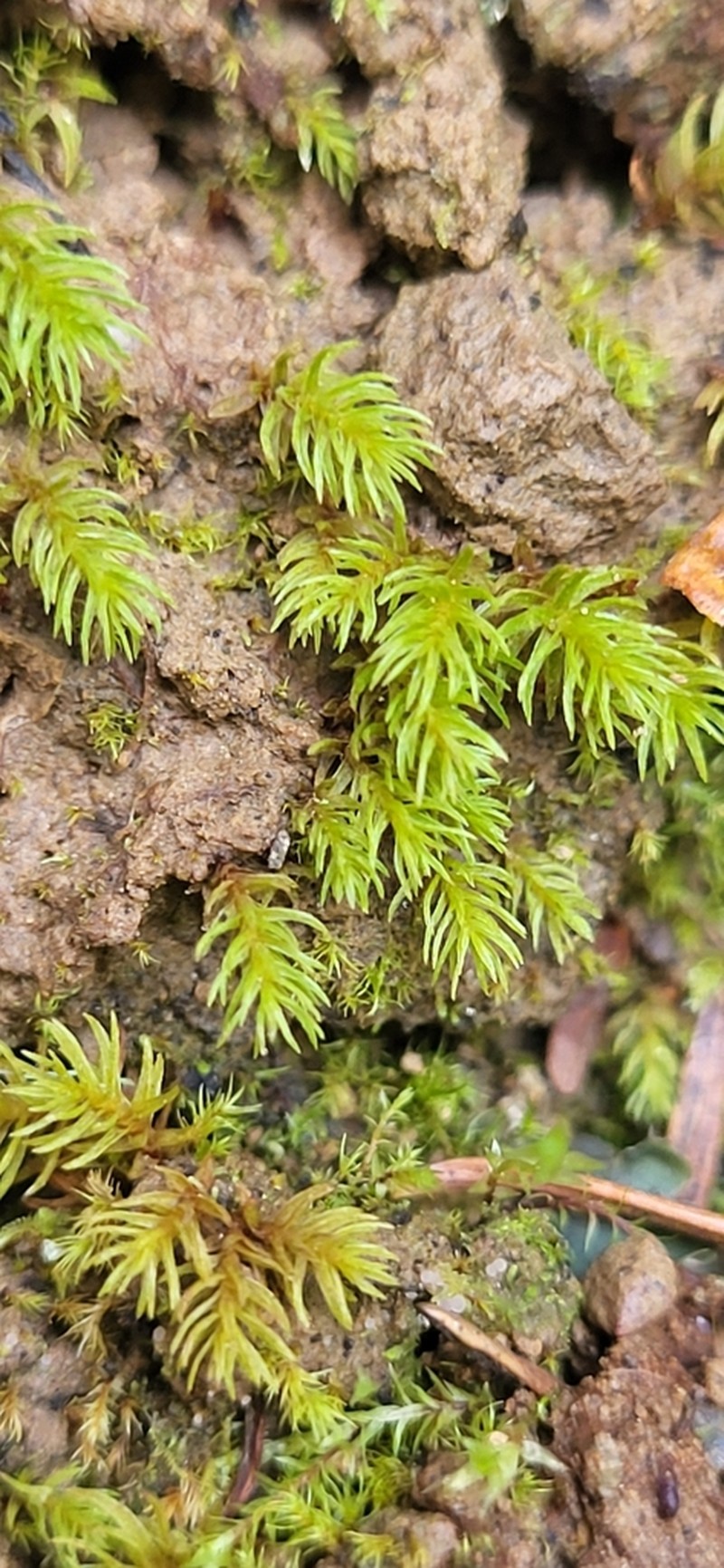 Longbract Pohlia Moss