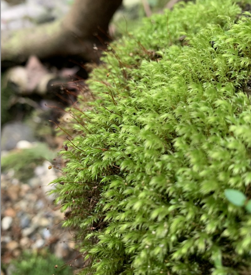 Longbract Pohlia Moss photo 2