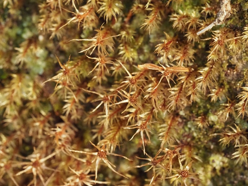 Longbract Pohlia Moss photo 3