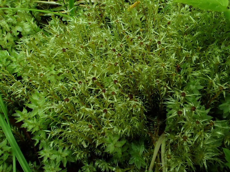Longbract Pohlia Moss photo 4