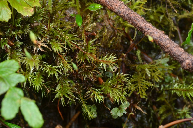 Longbract Pohlia Moss photo 5