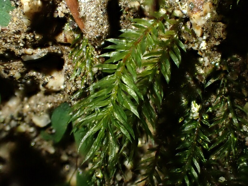 Longbract Pohlia Moss photo 6