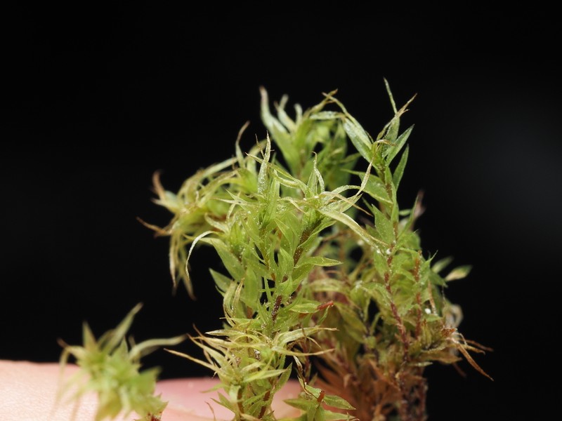 Longbract Pohlia Moss photo 7