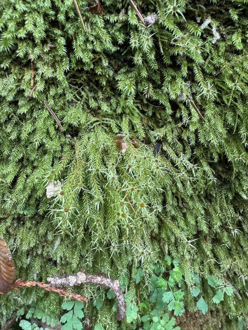 Longbract Pohlia Moss photo 8