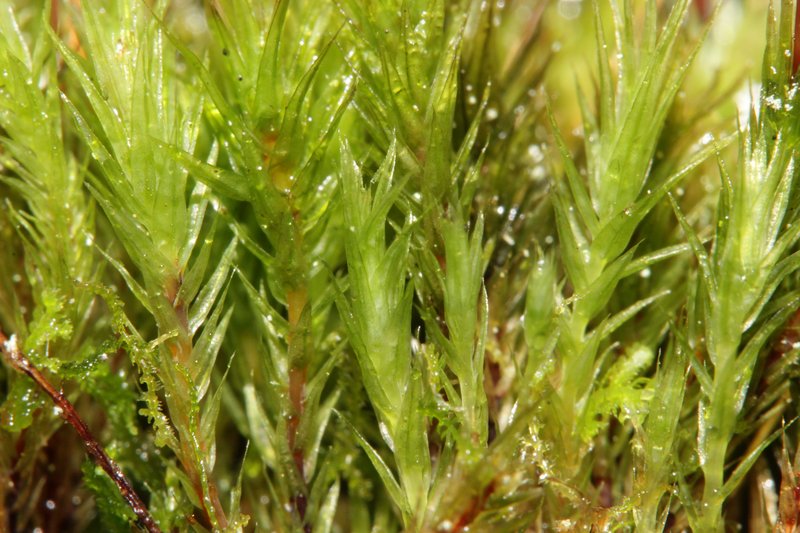 Pohlia Moss