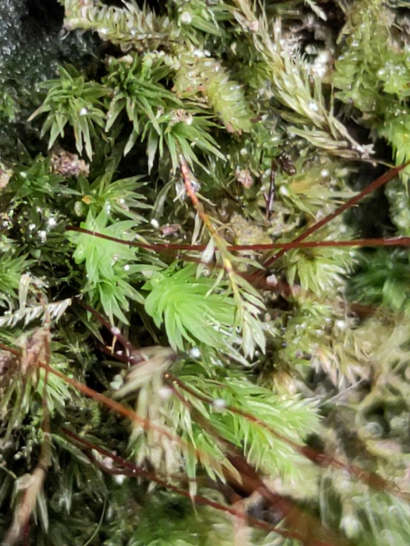 Pohlia Moss