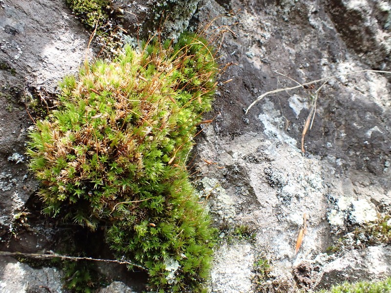 Pohlia Moss photo 2