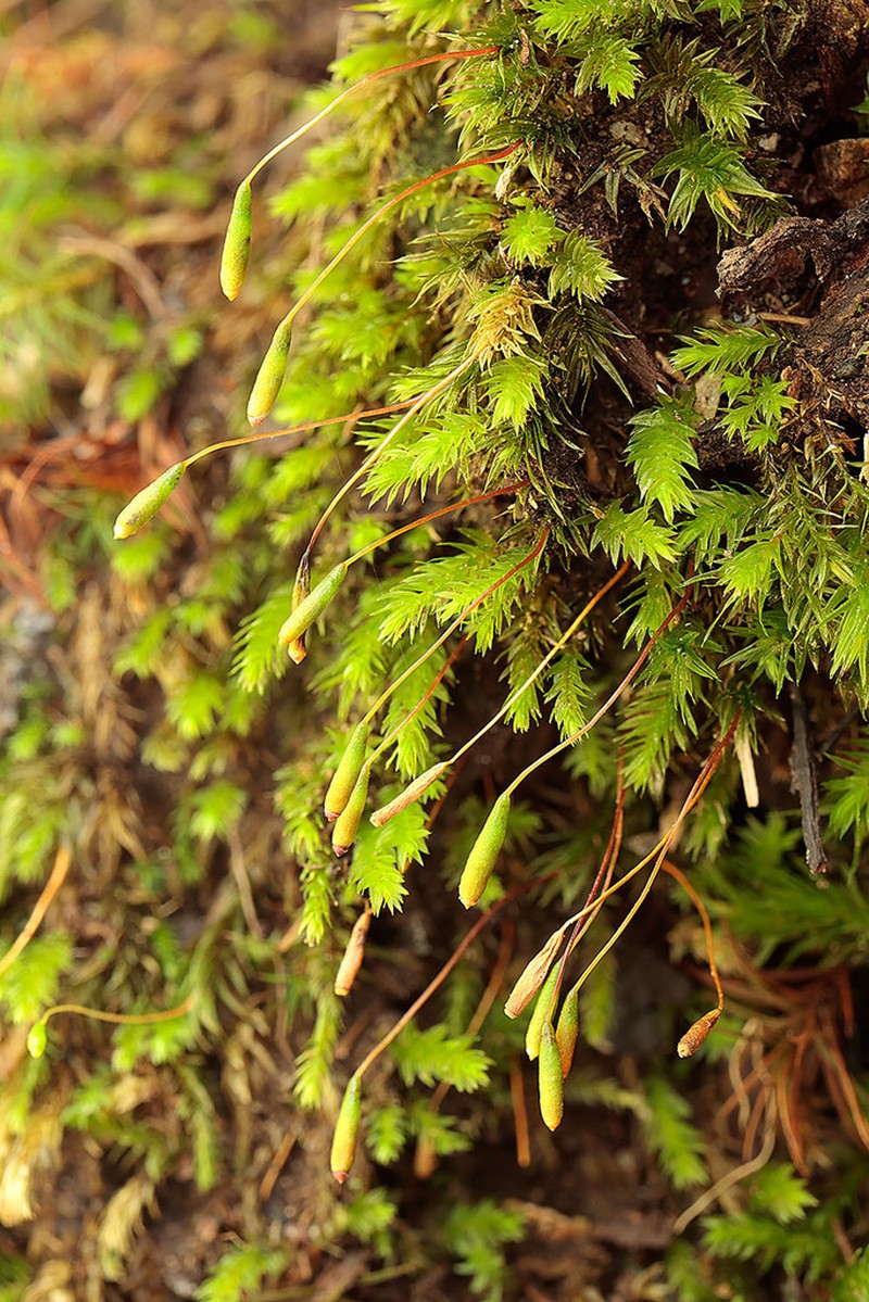 Pohlia Moss photo 3