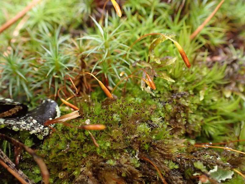 Pohlia Moss photo 4