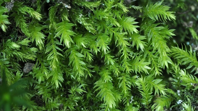 Pohlia Moss photo 5