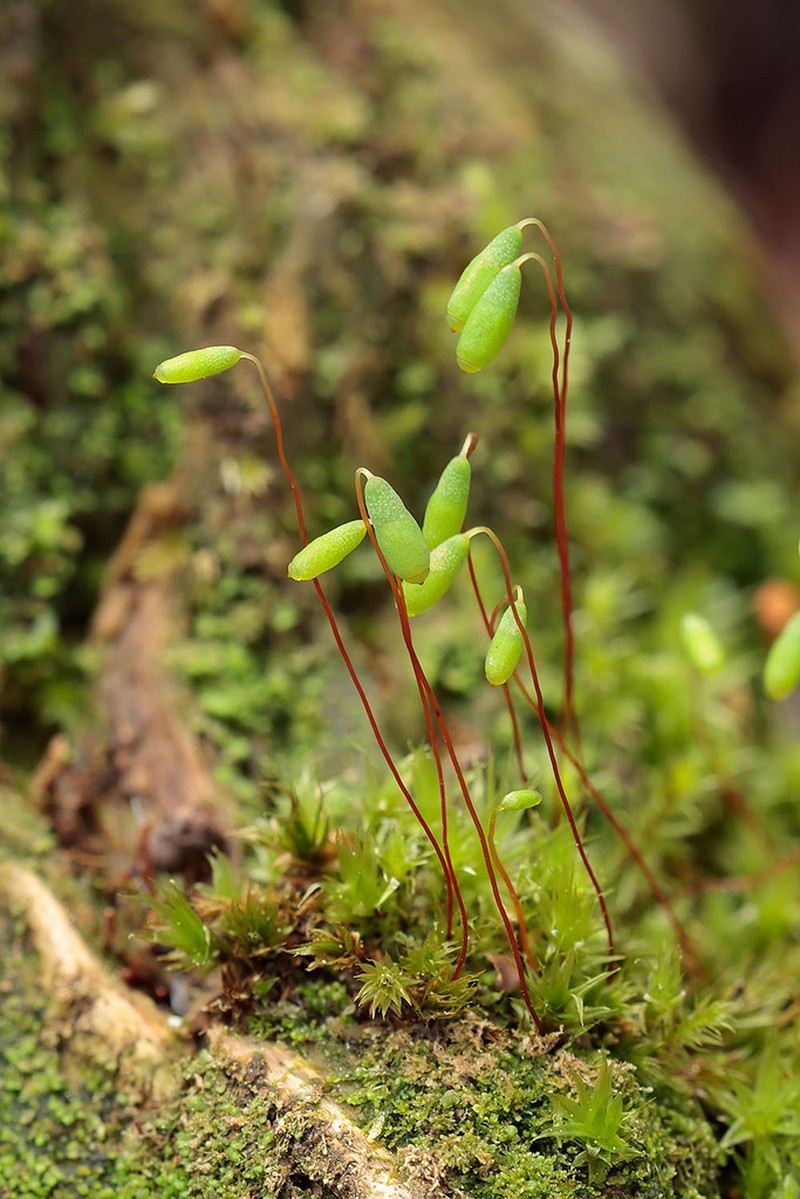 Pohlia Moss photo 6