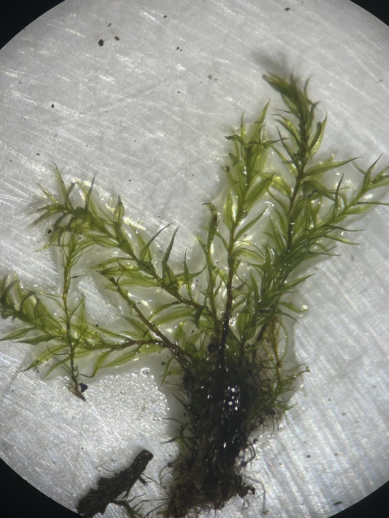Pohlia Moss photo 7