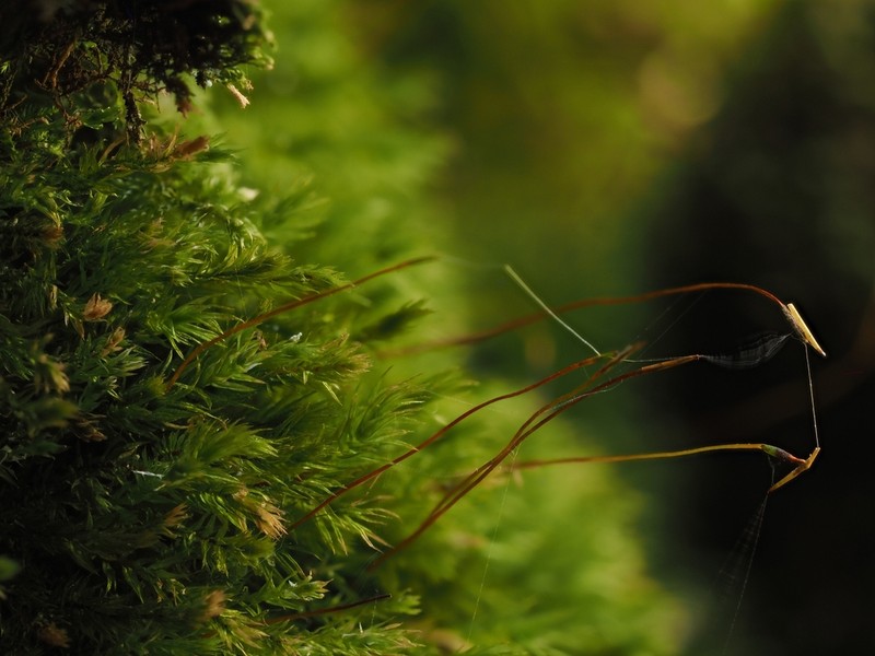 Pohlia Moss photo 8
