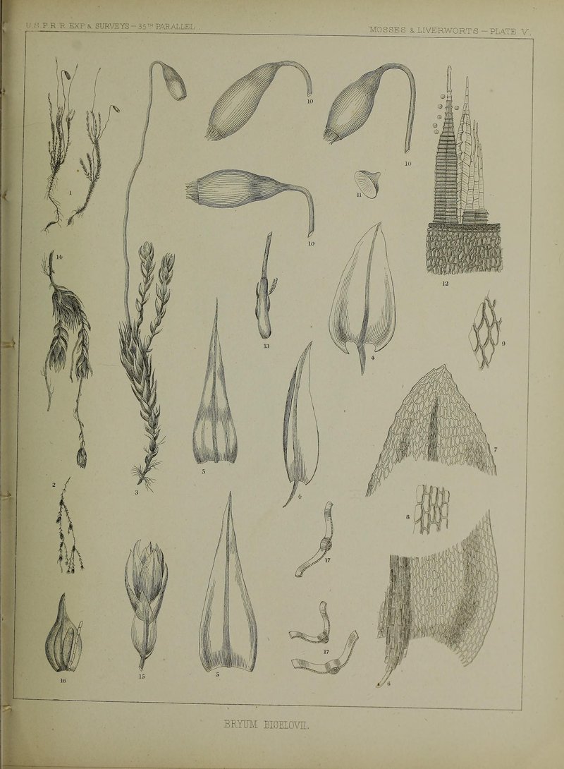 Ludwig's Pohlia Moss