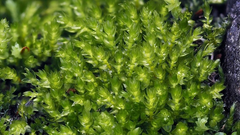 Ludwig's Pohlia Moss