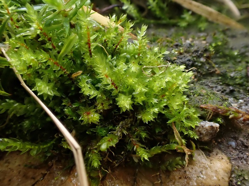 Ludwig's Pohlia Moss photo 2