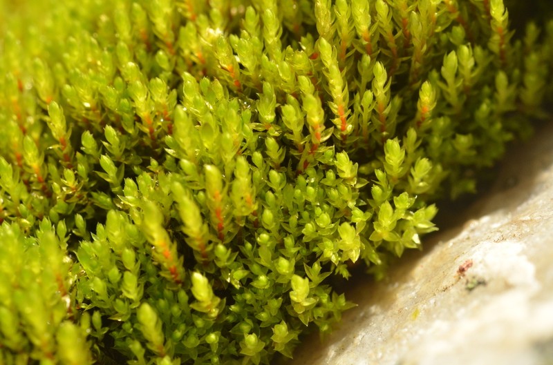 Ludwig's Pohlia Moss photo 3