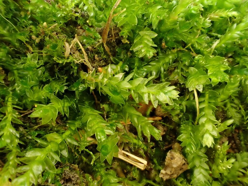 Ludwig's Pohlia Moss photo 4