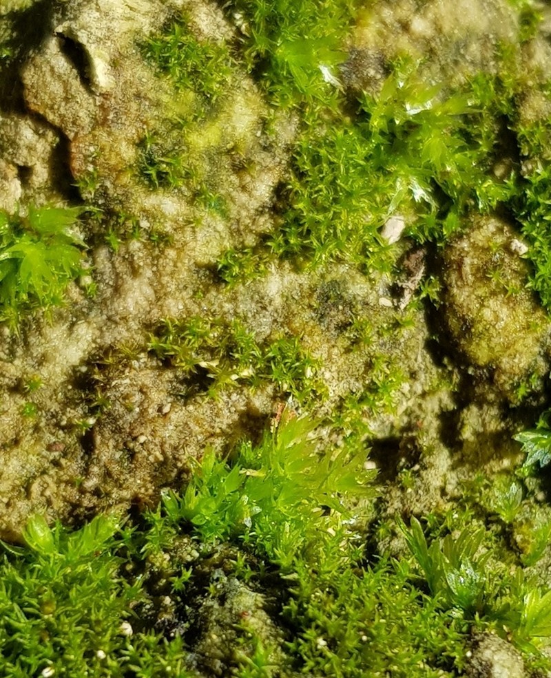 Pohlia Moss