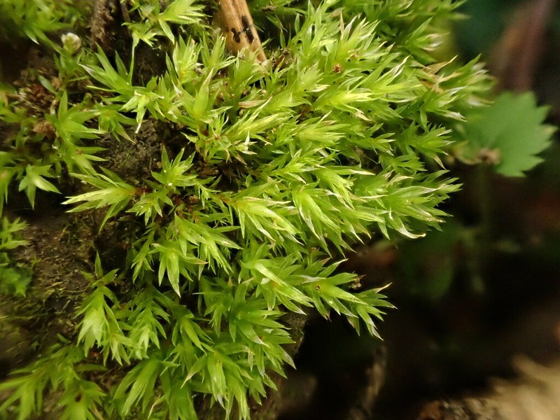 Pohlia Moss photo 2