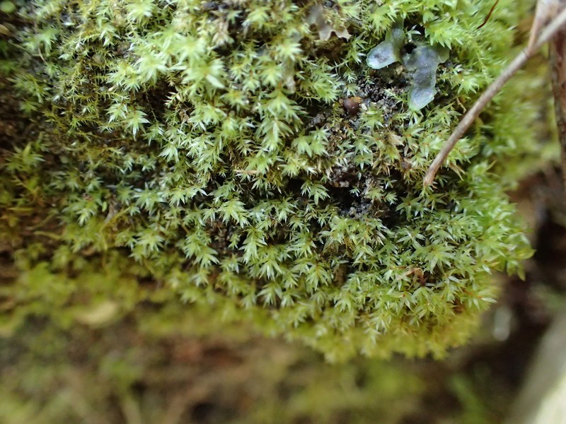 Pohlia Moss photo 3