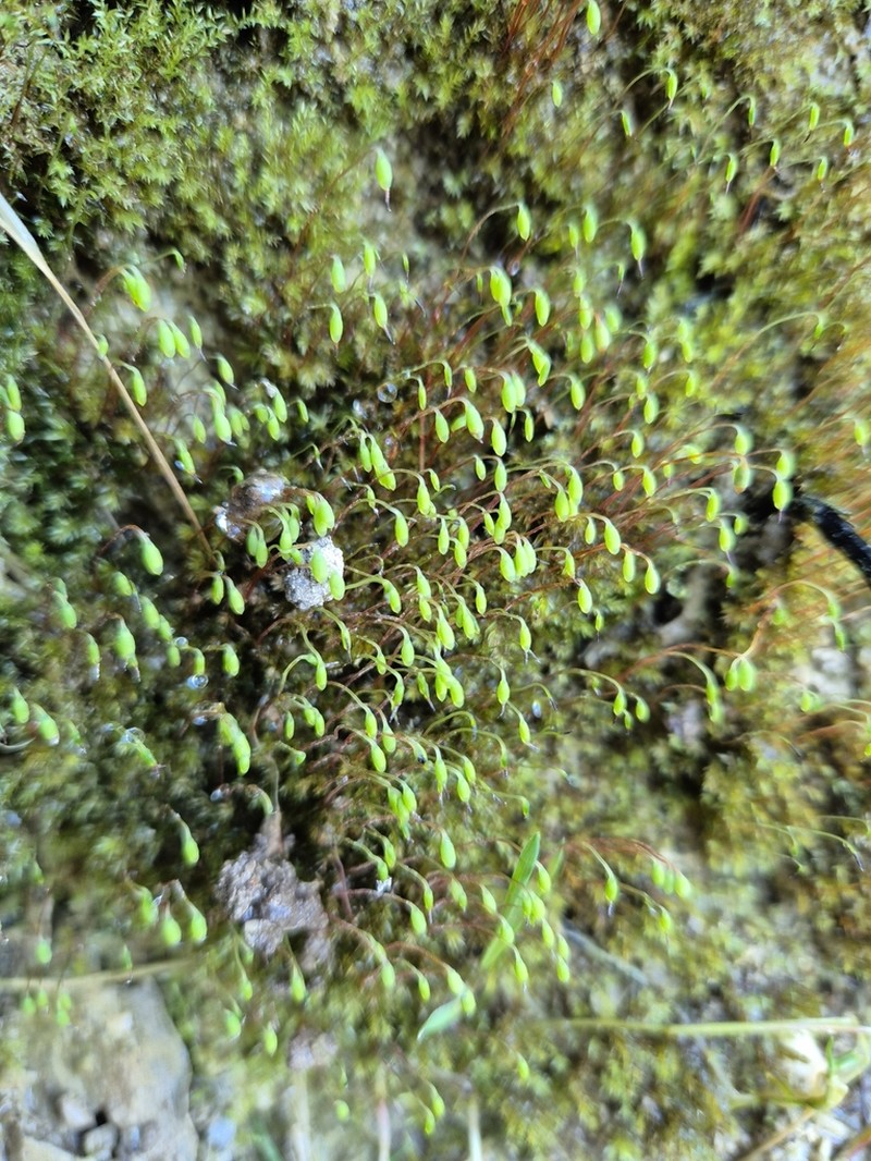 Pohlia Moss photo 4
