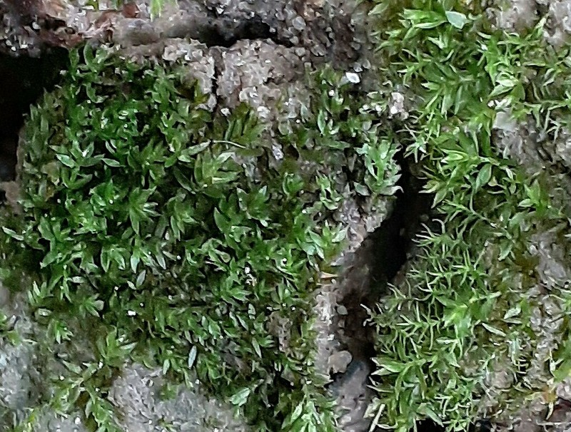 Pohlia Moss photo 5