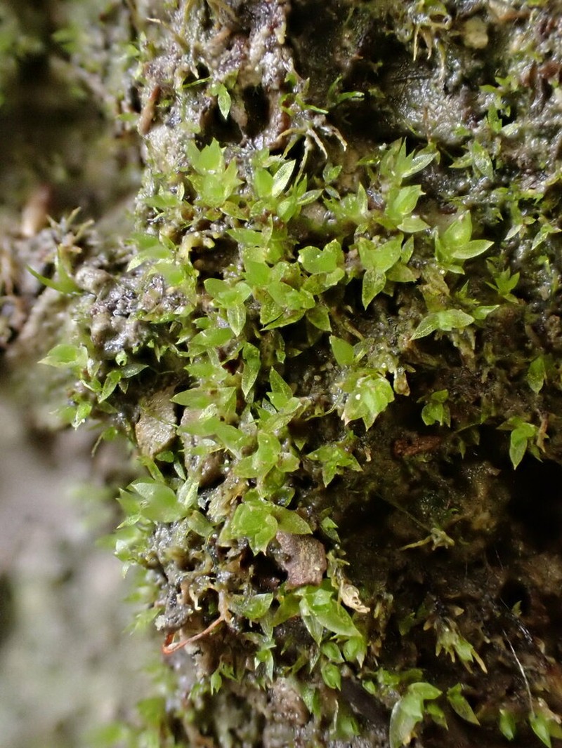 Pohlia Moss photo 6