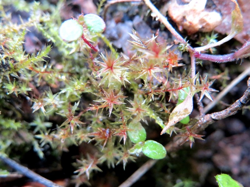 Pohlia Moss photo 7