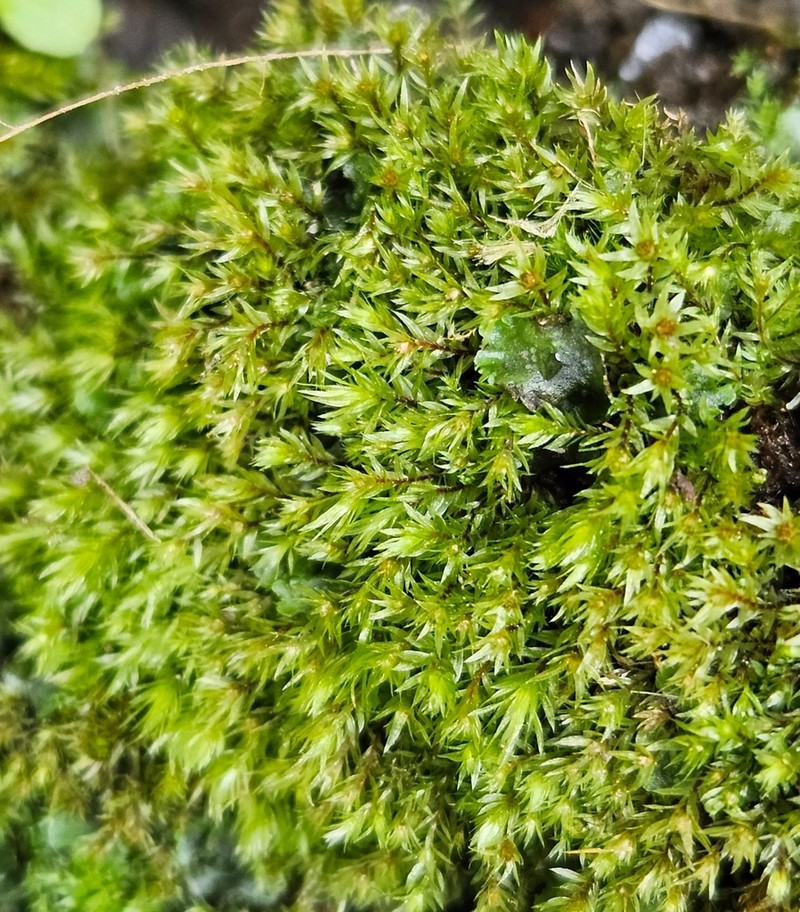 Pohlia Moss photo 8