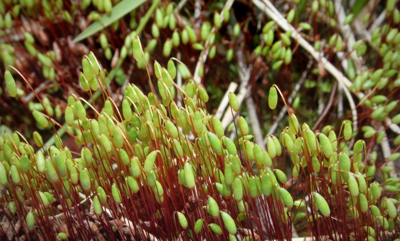 Pohlia Moss photo 4