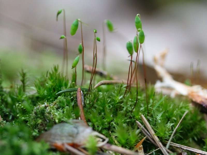 Pohlia Moss