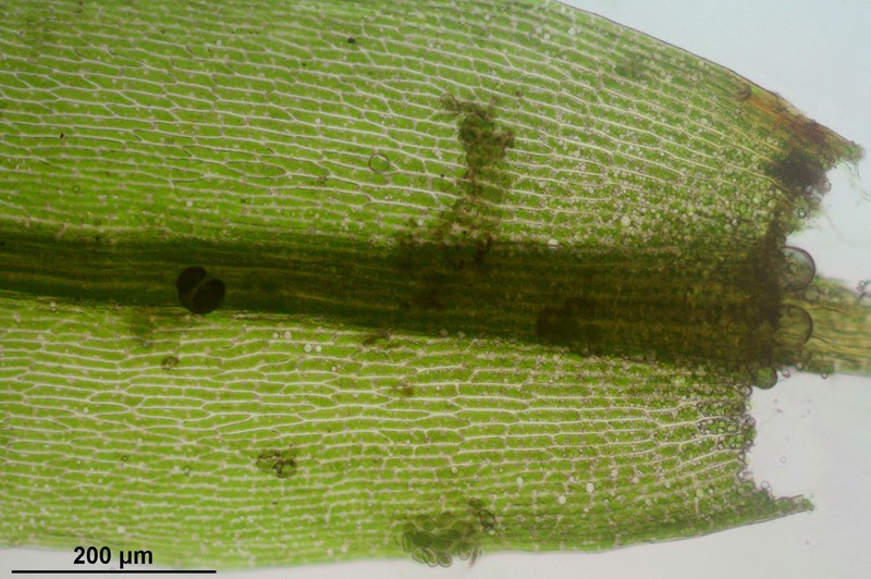 Pohlia Moss photo 2