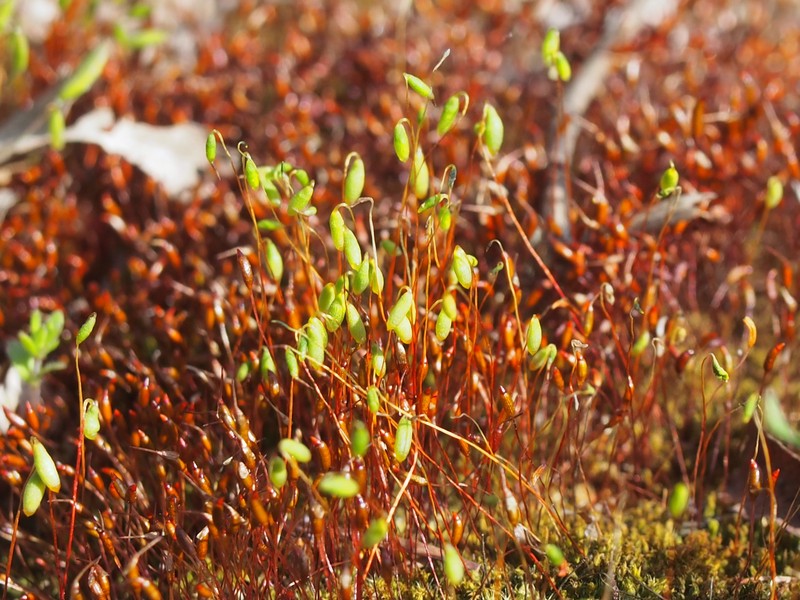 Pohlia Moss photo 3