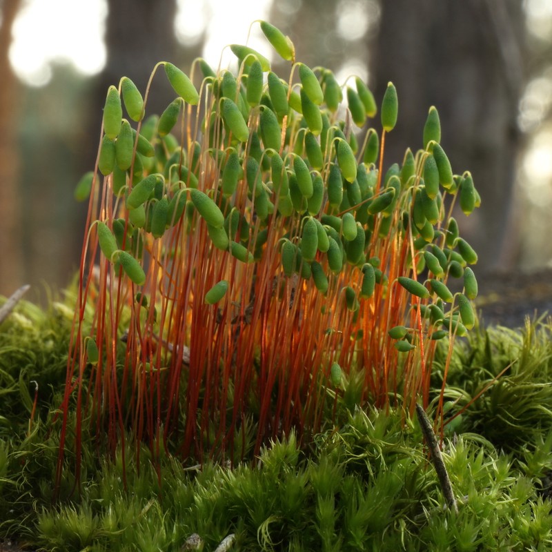 Pohlia Moss photo 3