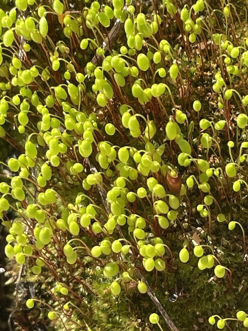 Pohlia Moss photo 4