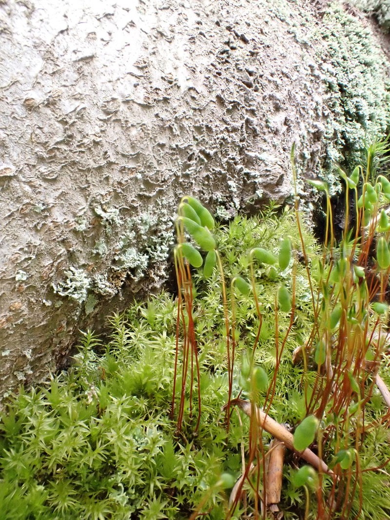 Pohlia Moss photo 5