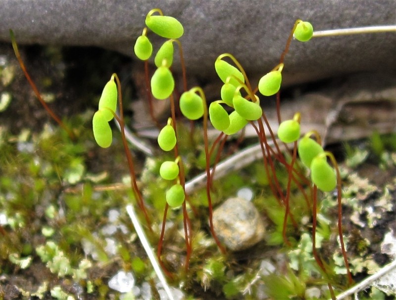 Pohlia Moss photo 6