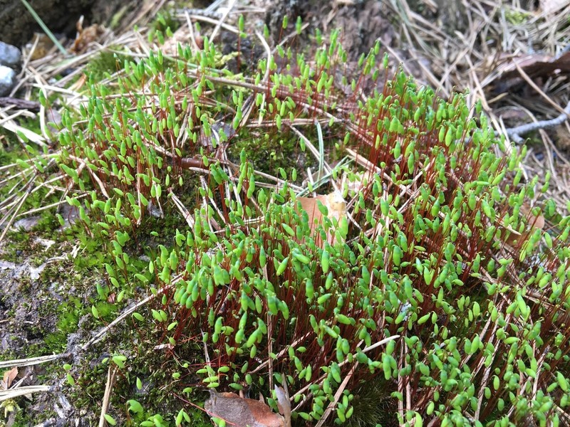 Pohlia Moss photo 7