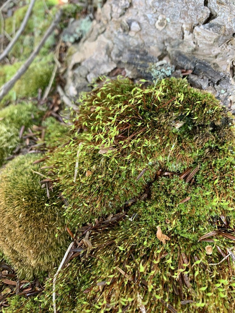 Pohlia Moss photo 8