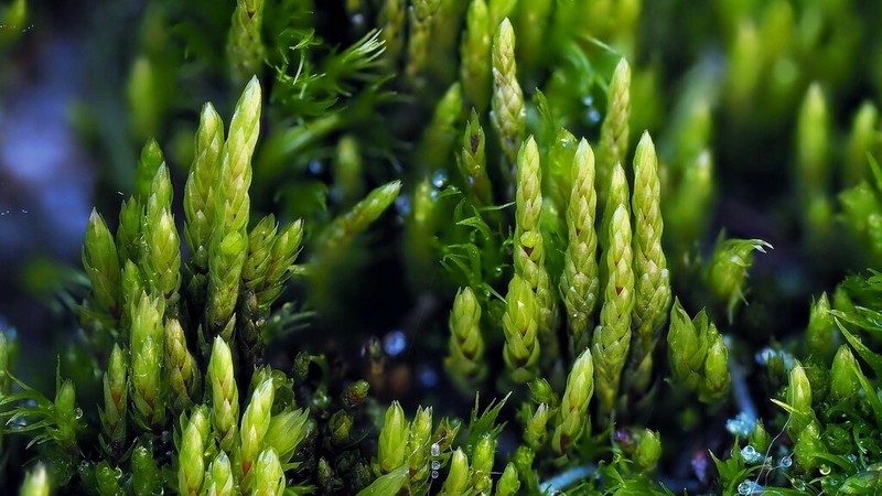 Obtuseleaf Pohlia Moss