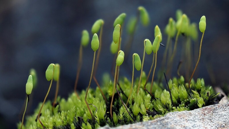 Obtuseleaf Pohlia Moss photo 2